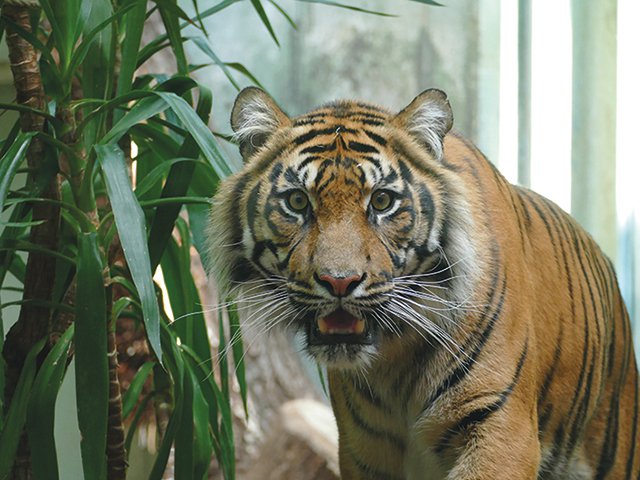 Sumatra-Tiger_TIPAH_Foto_Zoo_Frankfurt.jpg
