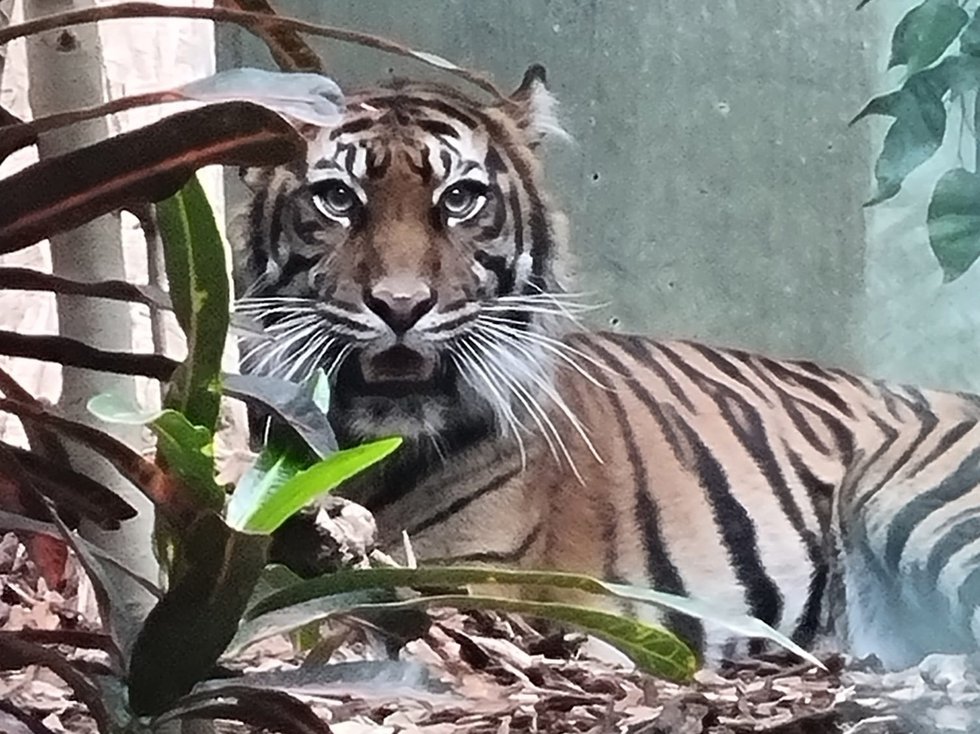 Zoo_Tiere_Tiger_Sumatratiger_Cinta_2022.jpg