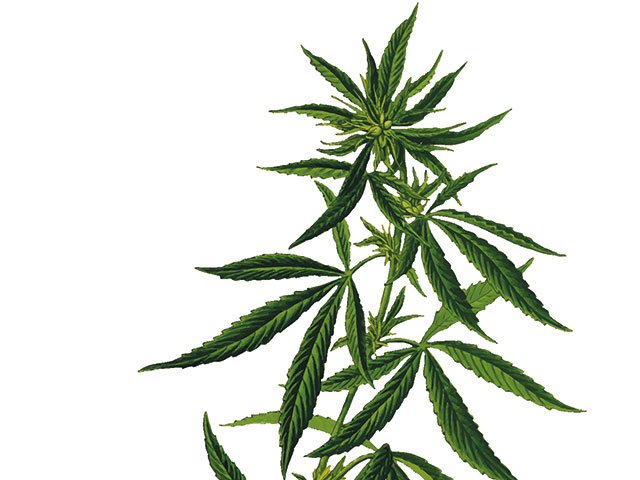 cannabis-2028244_1920.jpg